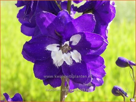 Delphinium &#039;King Arthur&#039; | Ridderspoor | Rittersporn | Larkspur