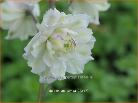 Delphinium &#039;Samba&#039; | Ridderspoor | Rittersporn | Larkspur