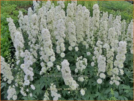 Delphinium &#039;Samba&#039; | Ridderspoor | Rittersporn | Larkspur