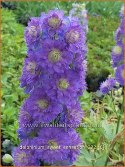 Delphinium &#039;Sweet Sensation&#039; | Ridderspoor | Rittersporn | Larkspur