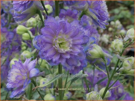 Delphinium &#039;Sweet Sensation&#039; | Ridderspoor | Rittersporn | Larkspur