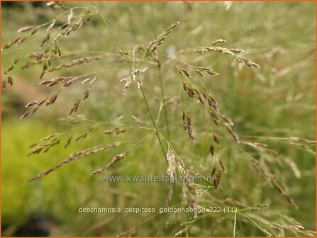 Deschampsia cespitosa &#039;Goldgeh&auml;nge&#039; | Ruwe smele, Smele | Waldschmiele | Tufted Hair Grass