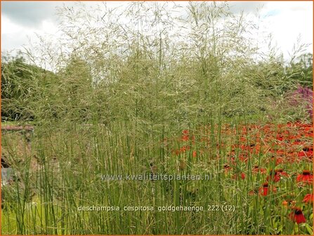 Deschampsia cespitosa &#039;Goldgeh&auml;nge&#039; | Ruwe smele, Smele | Waldschmiele | Tufted Hair Grass