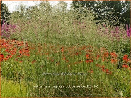 Deschampsia cespitosa &#039;Goldgeh&auml;nge&#039; | Ruwe smele, Smele | Waldschmiele | Tufted Hair Grass