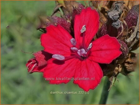 Dianthus cruentus | Bloedanjer | Blutnelke | Blood Carnation