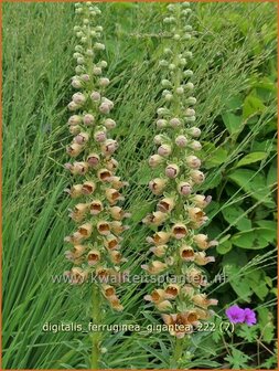 Digitalis ferruginea &#039;Gigantea&#039; | Vingerhoedskruid | Rostfarbiger Fingerhut | Rusty Foxglove