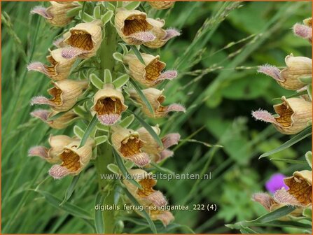 Digitalis ferruginea &#039;Gigantea&#039; | Vingerhoedskruid | Rostfarbiger Fingerhut | Rusty Foxglove