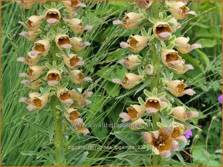 Digitalis ferruginea &#039;Gigantea&#039; | Vingerhoedskruid | Rostfarbiger Fingerhut | Rusty Foxglove