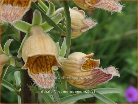 Digitalis ferruginea &#039;Gigantea&#039; | Vingerhoedskruid | Rostfarbiger Fingerhut | Rusty Foxglove