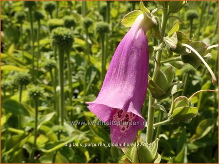 Digitalis purpurea &#039;Gloxiniiflora&#039; | Echt vingerhoedskruid, Vingerhoedskruid | Roter Fingerhut | Common Foxglove