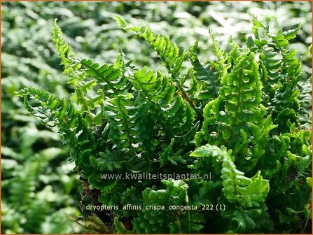 Dryopteris affinis &#039;Crispa Congesta&#039; | Geschubde mannetjesvaren, Mannetjesvaren | Goldschuppenfarn | Scaly Male Fern