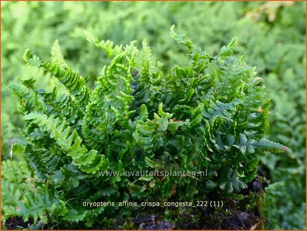 Dryopteris affinis &#039;Crispa Congesta&#039; | Geschubde mannetjesvaren, Mannetjesvaren | Goldschuppenfarn | Scaly Male Fern