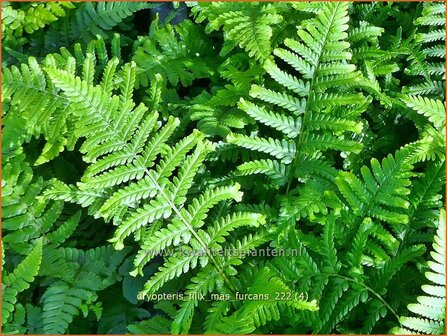 Dryopteris filix-mas &#039;Furcans&#039; | Mannetjesvaren, Niervaren | Gew&ouml;hnlicher Wurmfarm | Common Male Fern