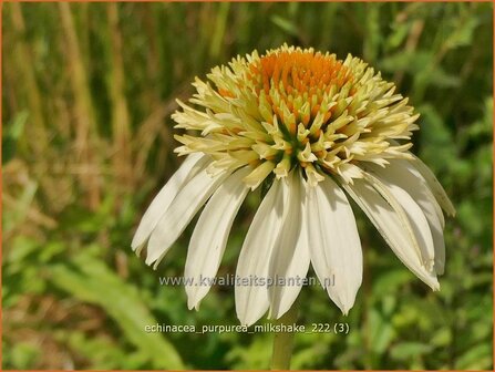 Echinacea purpurea &#039;Milkshake&#039; | Rode zonnehoed, Zonnehoed | Roter Sonnenhut | Purple ConeflowerEchinacea purpurea &amp;#