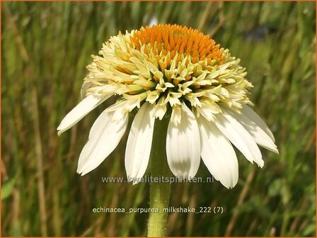 Echinacea purpurea &#039;Milkshake&#039; | Rode zonnehoed, Zonnehoed | Roter Sonnenhut | Purple Coneflower