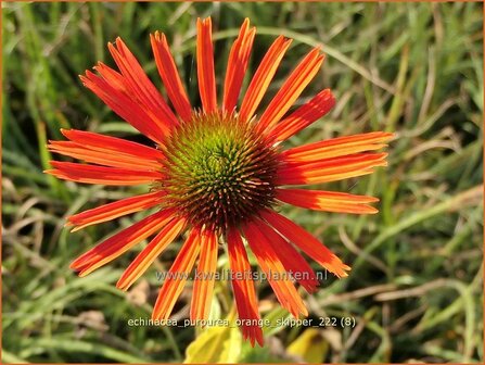 Echinacea purpurea &#039;Orange Skipper&#039; | Rode zonnehoed, Zonnehoed | Roter Sonnenhut | Purple Coneflower