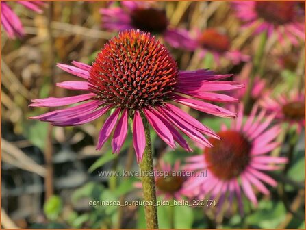 Echinacea purpurea &#039;Pica Bella&#039; | Rode zonnehoed, Zonnehoed | Roter Sonnenhut | Purple Coneflower