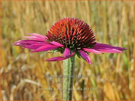 Echinacea purpurea &#039;Pica Bella&#039; | Rode zonnehoed, Zonnehoed | Roter Sonnenhut | Purple Coneflower