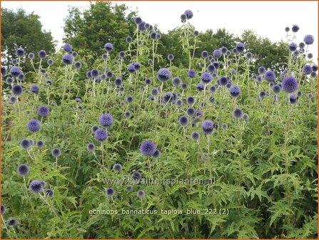 Echinops bannaticus &#039;Taplow Blue&#039; | Kogeldistel | Banater Kugeldistel | Blue Globe Thistle