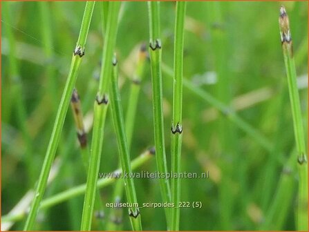 Equisetum scirpoides | Dwergholpijp, Holpijp, Paardenstaart | Simsen-Schachtelhalm | Dwarf Horsetail