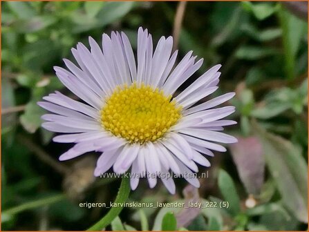 Erigeron karvinskianus &#039;Lavender Lady&#039; | Muurfijnstraal, Fijnstraal | Stachelspitziges Berufkraut | Santa Barbera Dai