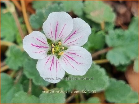 Erodium reichardii &#039;Album&#039; | Reigersbek | Balearen Reiherschnabel | Pink Heron&#039;s Bill