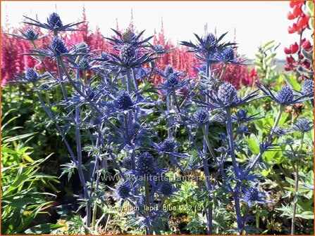 Eryngium &#039;Lapis Blue&#039; | Kruisdistel | Mannstreu | Eryngo