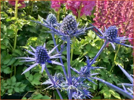 Eryngium &#039;Lapis Blue&#039; | Kruisdistel | Mannstreu | Eryngo