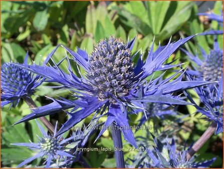 Eryngium &#039;Lapis Blue&#039; | Kruisdistel | Mannstreu | Eryngo