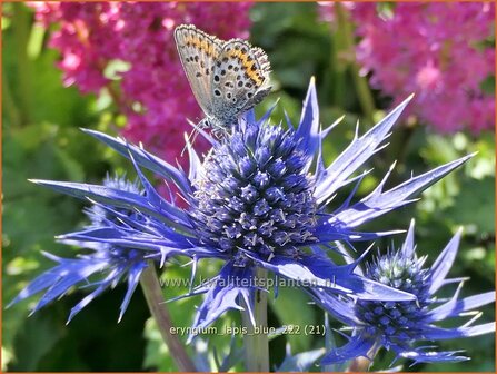 Eryngium &#039;Lapis Blue&#039; | Kruisdistel | Mannstreu | Eryngo