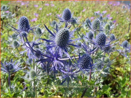 Eryngium planum &#039;Magical Blue Lagoon&#039; | Vlakke kruisdistel, Blauwe distel, Framboosdistel, Kruisdistel | Flachbl&auml;ttr