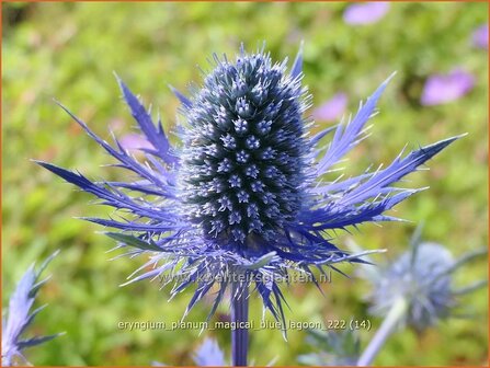 Eryngium planum &#039;Magical Blue Lagoon&#039; | Vlakke kruisdistel, Blauwe distel, Framboosdistel, Kruisdistel | Flachbl&auml;ttr