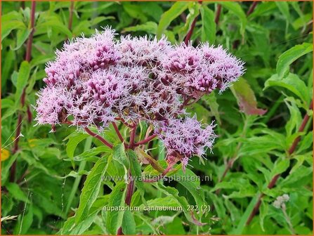 Eupatorium cannabinum | Koninginnekruid, Leverkruid | Gew&ouml;hnlicher Wasserdost | Ague Weed