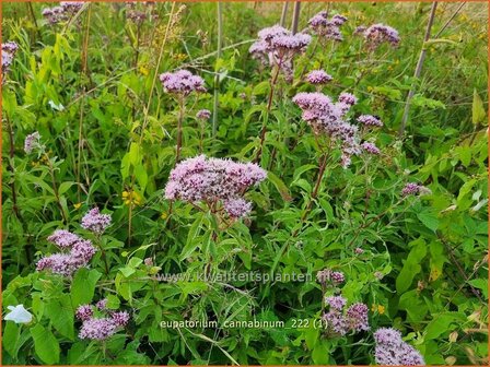 Eupatorium cannabinum | Koninginnekruid, Leverkruid | Gew&ouml;hnlicher Wasserdost | Ague Weed