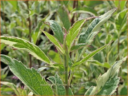 Eupatorium fortunei &#039;Capri&#039; | Koninginnekruid, Leverkruid | Wasserdost | Pei Lan