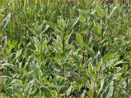 Eupatorium fortunei &#039;Capri&#039; | Koninginnekruid, Leverkruid | Wasserdost | Pei Lan