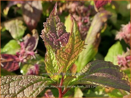 Eupatorium maculatum &#039;Purple Bush&#039; | Koninginnekruid, Leverkruid | Gefleckter Wasserdost | Spotted Joe Pye Weed