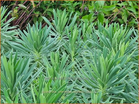 Euphorbia characias wulfenii | Wolfsmelk | Palisaden-Wolfsmilch | Mediterranean Spurge