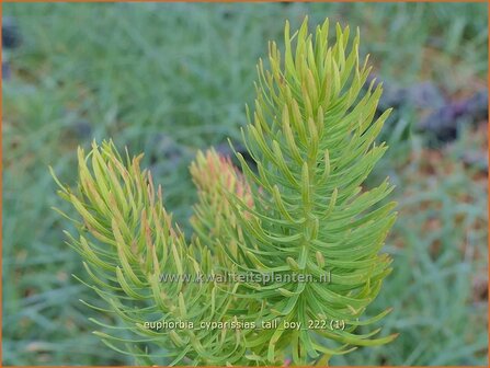 Euphorbia cyparissias &#039;Tall Boy&#039; | Cipreswolfsmelk, Wolfsmelk | Zypressen-Wolfsmilch | Cypress Spurge