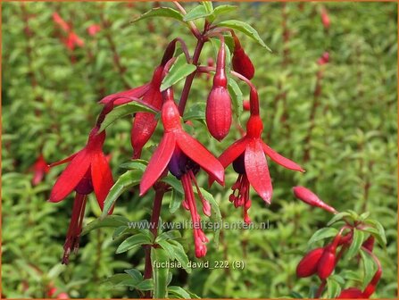 Fuchsia &#039;David&#039; | Bellenplant, Tuinfuchsia, Fuchsia | Fuchsie | Fuchsia