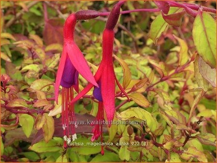 Fuchsia magellanica &#039;Aurea&#039; | Bellenplant, Tuinfuchsia, Fuchsia | Scharlachfuchsie | Hardy Fuchsia