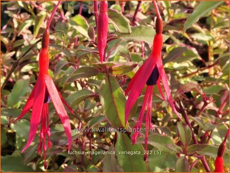 Fuchsia magellanica &#039;Variegata&#039; | Bellenplant, Tuinfuchsia, Fuchsia | Scharlachfuchsie | Hardy Fuchsia