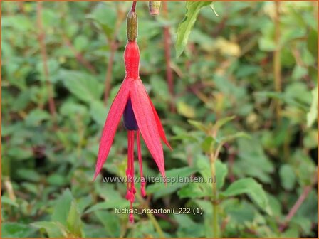 Fuchsia &#039;Riccartonii&#039; | Bellenplant, Tuinfuchsia, Fuchsia | Fuchsie | Fuchsia