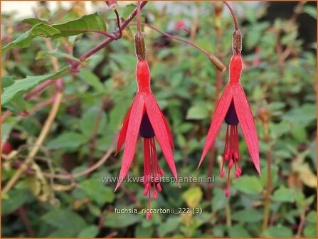 Fuchsia &#039;Riccartonii&#039; | Bellenplant, Tuinfuchsia, Fuchsia | Fuchsie | Fuchsia