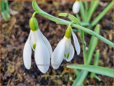 Galanthus &#039;Atkinsii&#039; | Sneeuwklokje | Schneetr&ouml;pfchen | Snowdrop