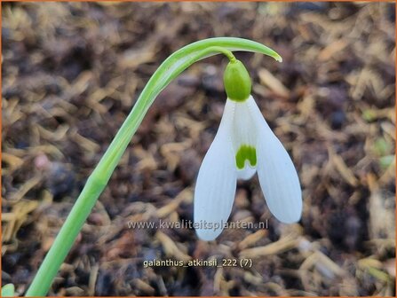 Galanthus &#039;Atkinsii&#039; | Sneeuwklokje | Schneetr&ouml;pfchen | Snowdrop