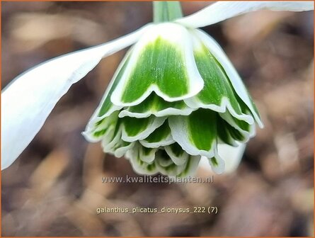 Galanthus plicatus &#039;Dionysus&#039; | Geplooid sneeuwklokje, Sneeuwklokje | Ukrainisches Schneegl&ouml;ckchen | Pleated Snowdro