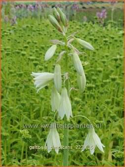 Galtonia candicans | Kaapse hyacint | Wei&szlig;bl&uuml;hende Sommerhyazinthe | Summer Hyacinth