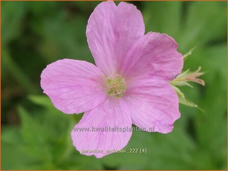 Geranium endressii | Roze ooievaarsbek, Ooievaarsbek, Tuingeranium, Geranium | Pyren&auml;en-Storchschnabel | Endres Cranesbill