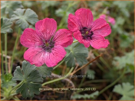 Geranium &#039;Jolly Jewel Raspberry&#039; | Ooievaarsbek, Tuingeranium, Geranium | Storchschnabel | Cranesbill